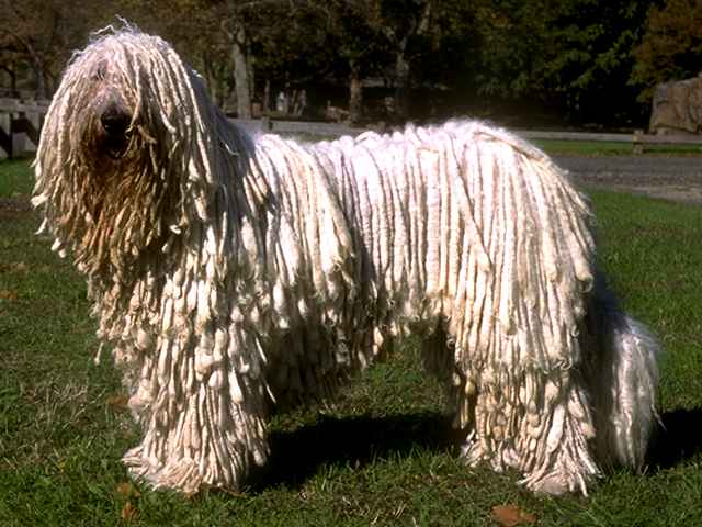KOMONDOR 
